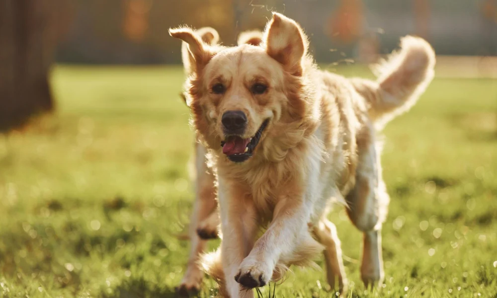 Le Golden Retriever : Un chien en or