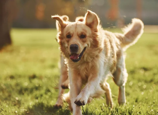 Le Golden Retriever : Un chien en or