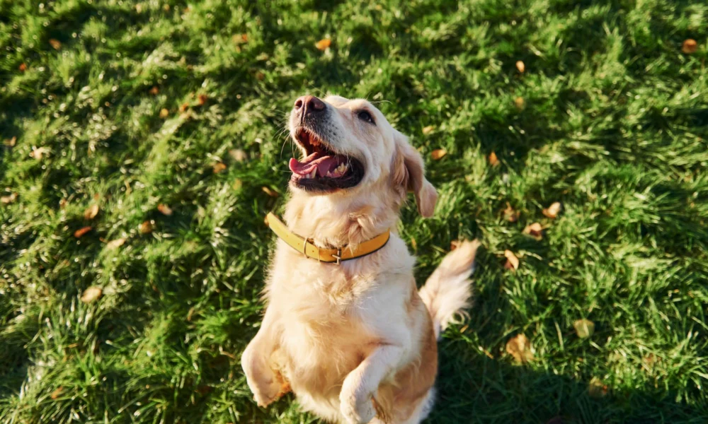 Guide Complet de l'Éducation Canine