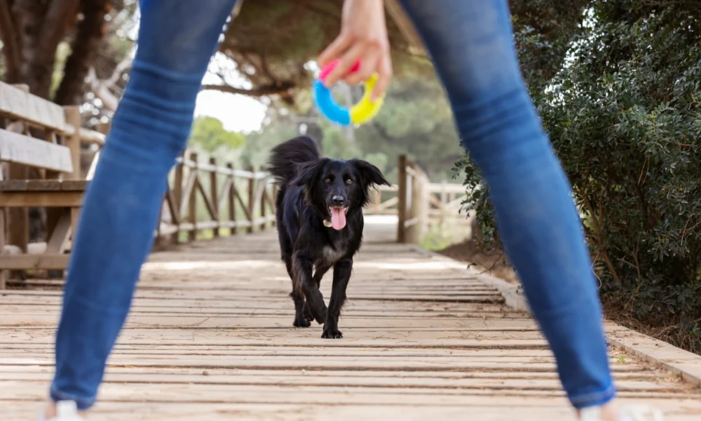 Les exercices pour la santé de votre chien