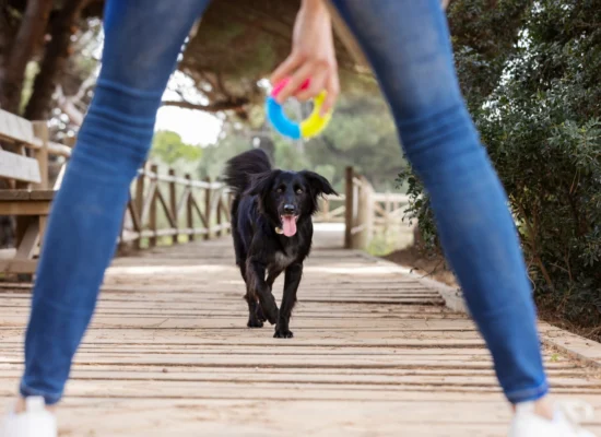 Les exercices pour la santé de votre chien