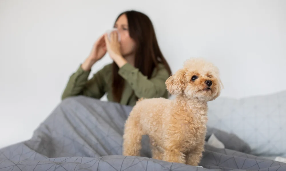 Comment gérer ses allergies aux chiens ?