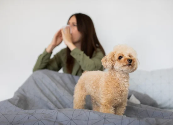 Comment gérer ses allergies aux chiens ?