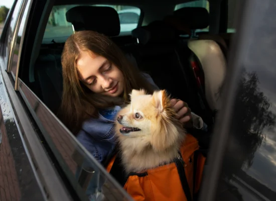 transport chien voiture