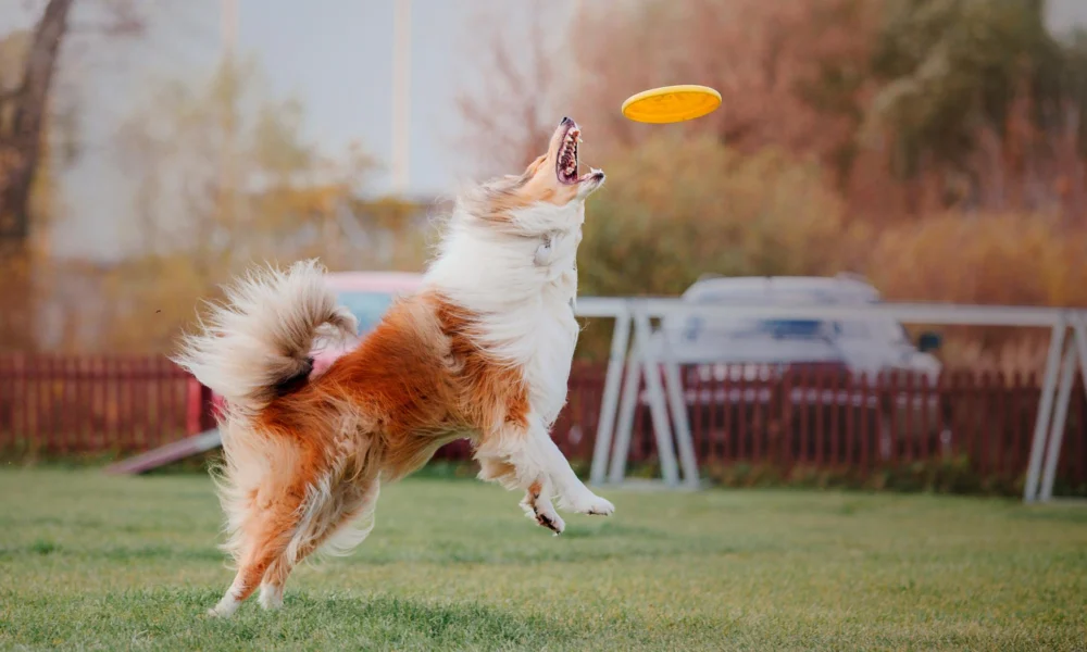 Comment jouer au frisbee avec son chien ?