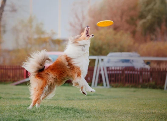 Comment jouer au frisbee avec son chien ?