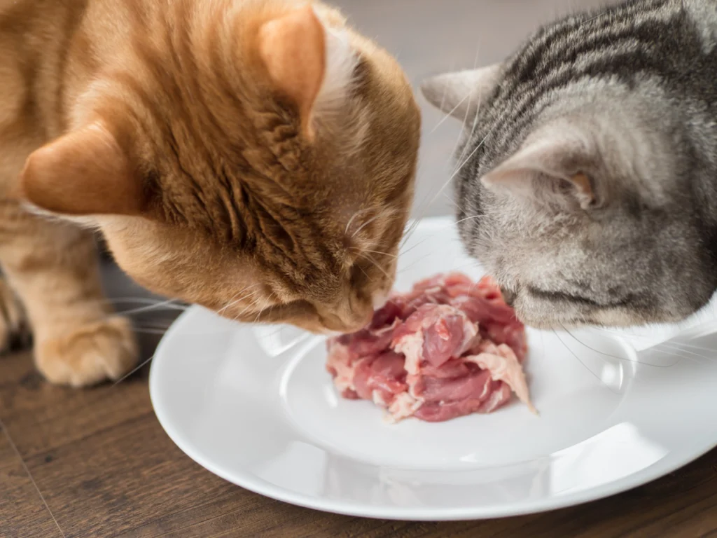 Quelle viande à ne pas donner à son chat ?