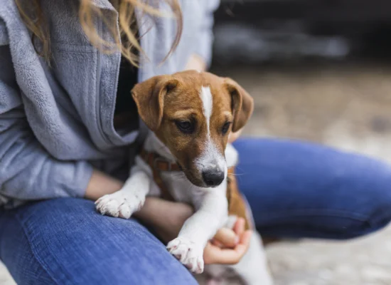 Adoption vs Achat de Chien : Quels sont les Avantages et Inconvénients ?