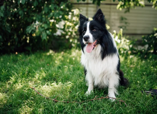 border collie