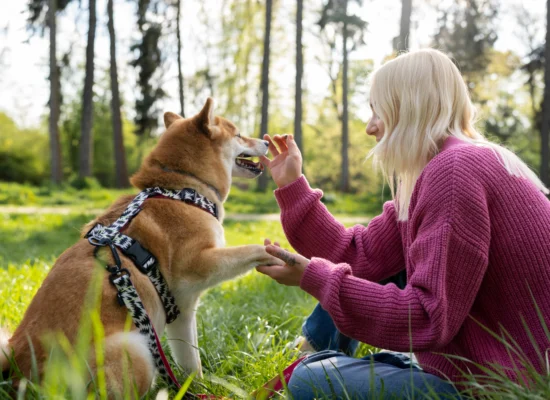 comment socialiser un chien