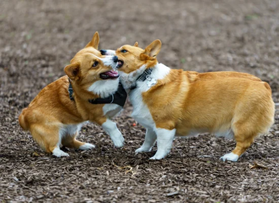 mon chien n'accepte pas mon nouveau chien