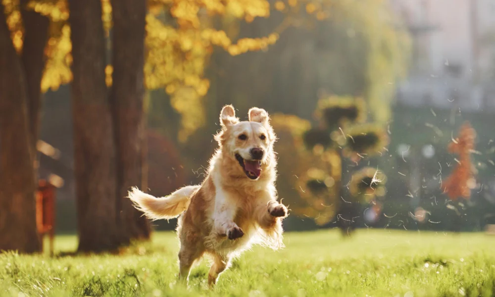 Guide Complet de la Santé Canine santé chien