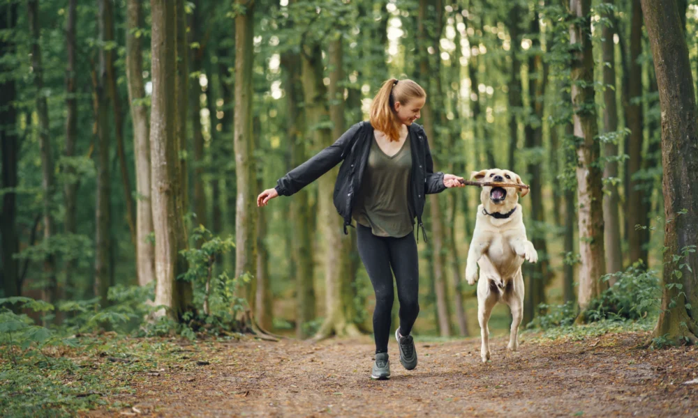 quel tour apprendre à son chien