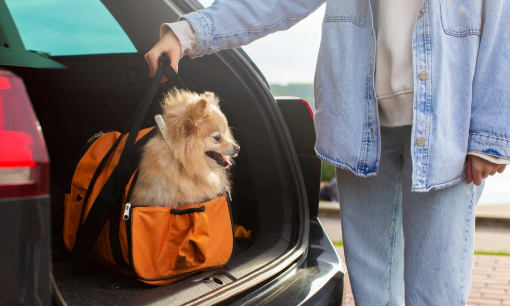 kit de voyage pour chien