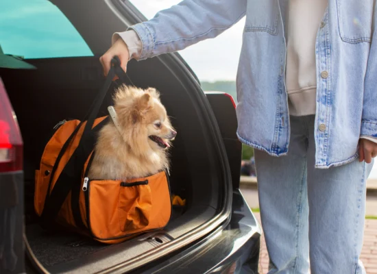 kit de voyage pour chien