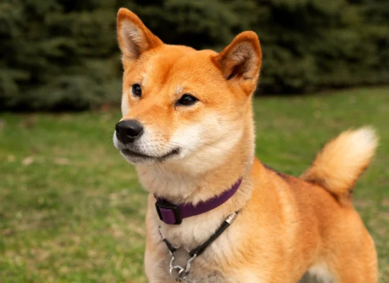 shiba inu