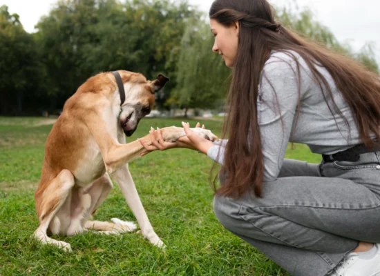 langage corporel chien