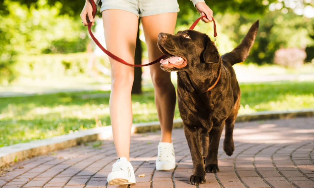 Comment faire du sport avec son chien ?