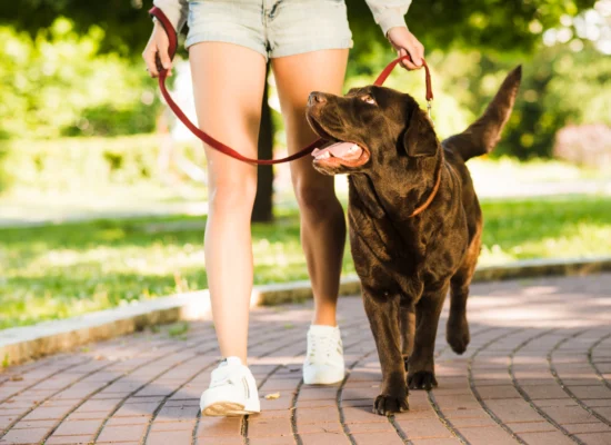 Comment faire du sport avec son chien ?